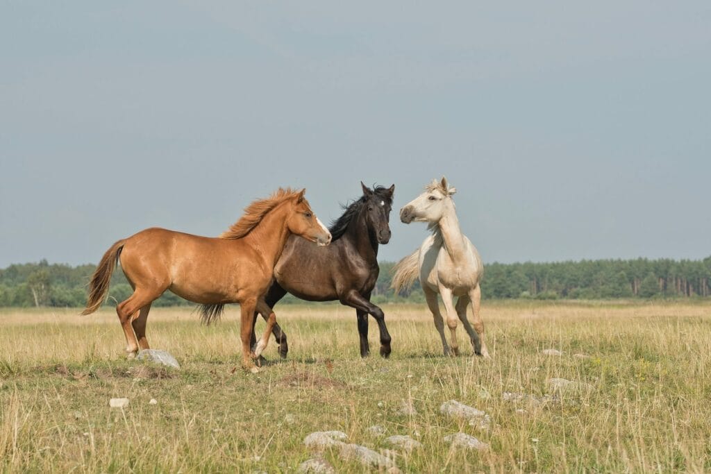 cheval assurance équitation