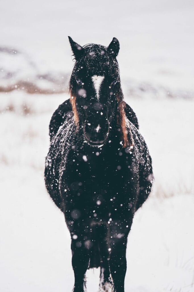 cheval hiver