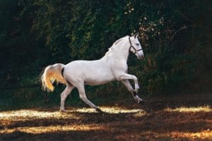 debourrage cheval