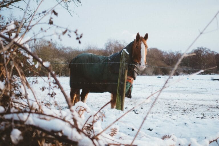 Comment protéger son cheval du froid ?