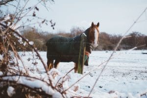 protéger son cheval du froid