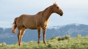 tonte du cheval