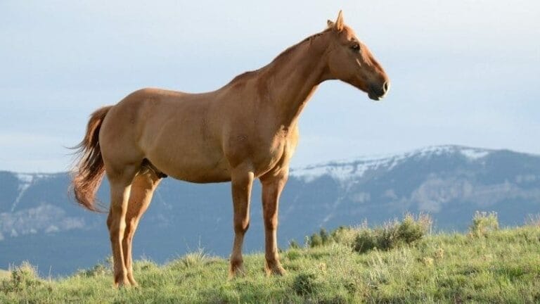 Comment mettre un cheval à la retraite et à quel âge ?