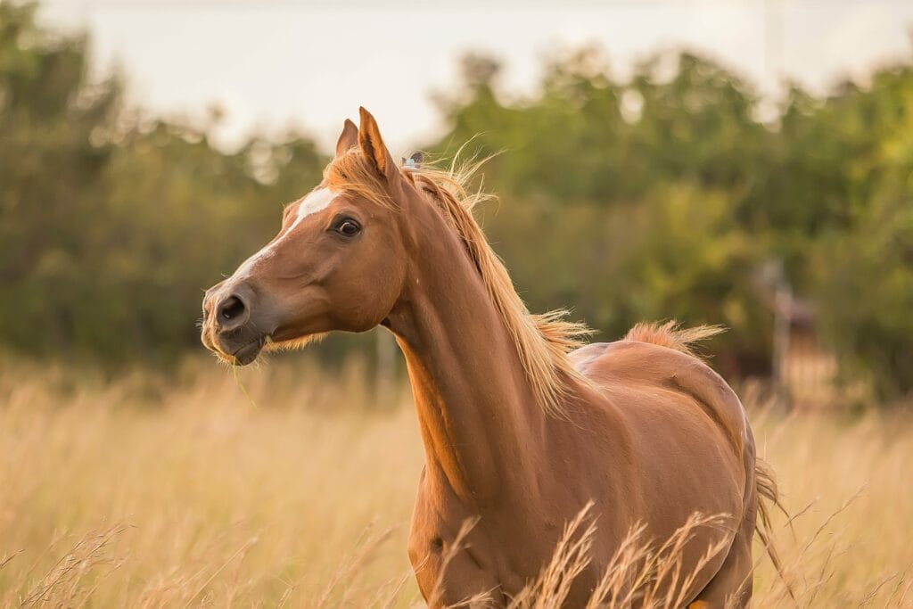 tondre son cheval
