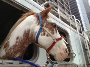 transporter-son-cheval-2