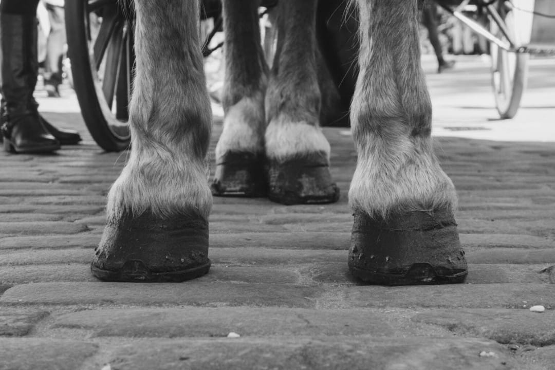 Pourquoi faut-il ferrer son cheval ? | Equidassur