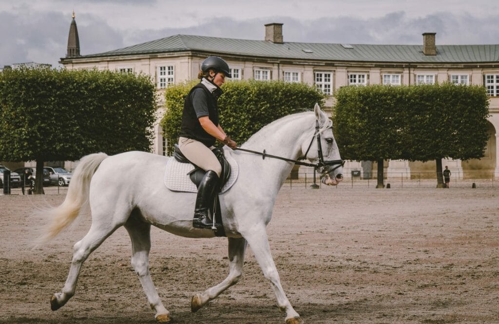 redemarrer-saison-concours-equestre-2