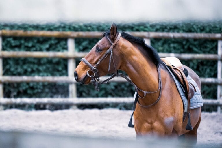 Tous les soins à ne pas oublier pour votre cheval – Guide pratique