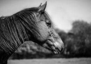 cheval et insectes