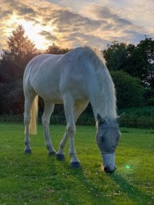 mise à l'herbe de votre cheval