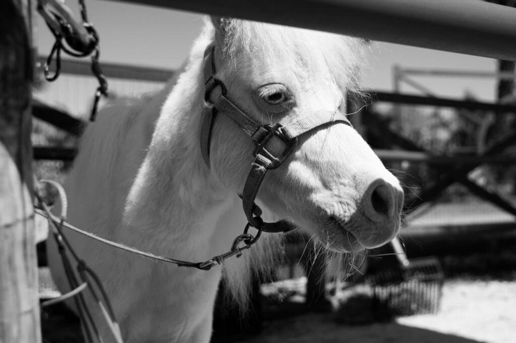 Ennui chez le cheval