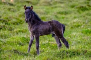 acheter un cheval comment faire