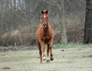 aptitudes en fonction de la race du cheval