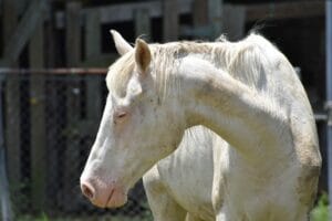 cheval malade