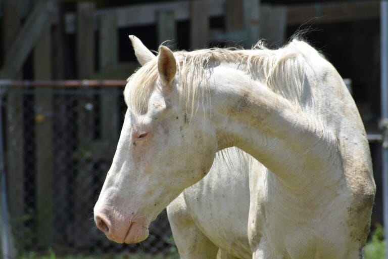 Les pathologies du vieillissement chez le cheval