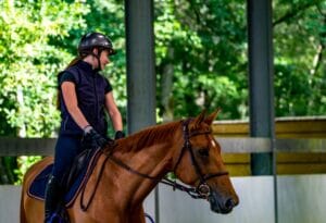 enrenements cheval