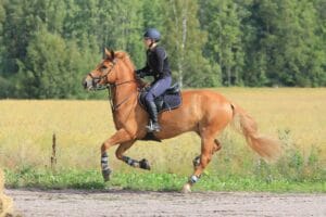 figures de dressage cheval equitation