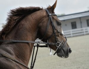 stress chez le cheval