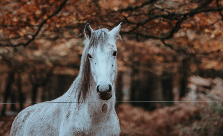 Tous nos conseils pour protéger votre cheval en automne