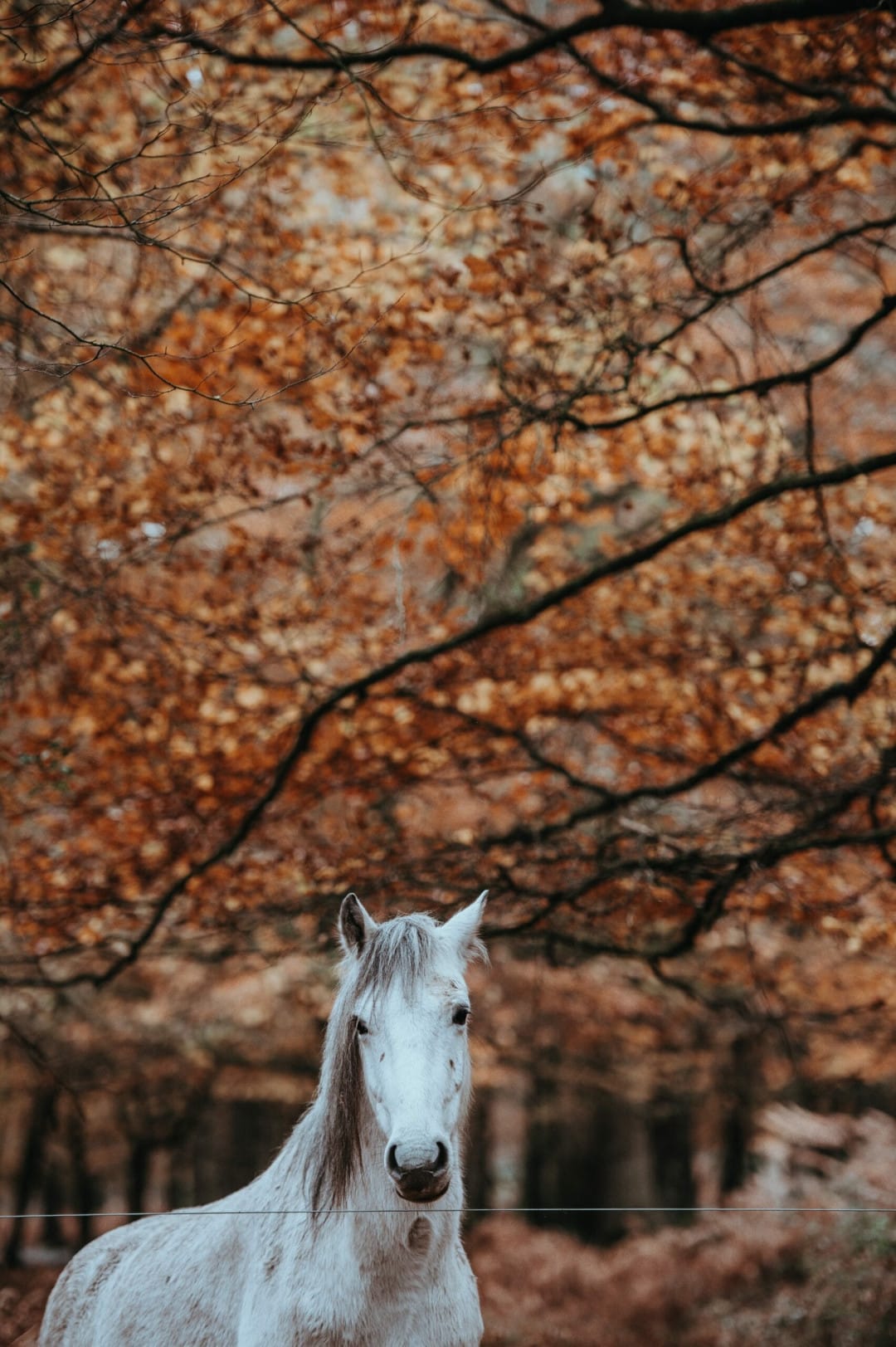 chevaux en automne
