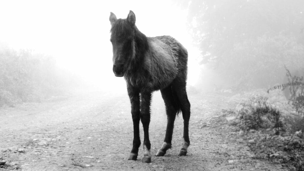 peur des chevaux