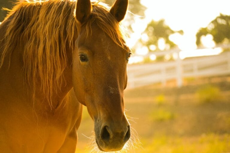 Un bon pansage du cheval : explications et Astuces