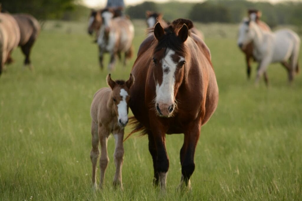 les bienfaits du cheval