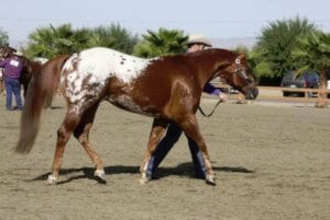 Les robes du cheval : différences et descriptions pour les reconnaître