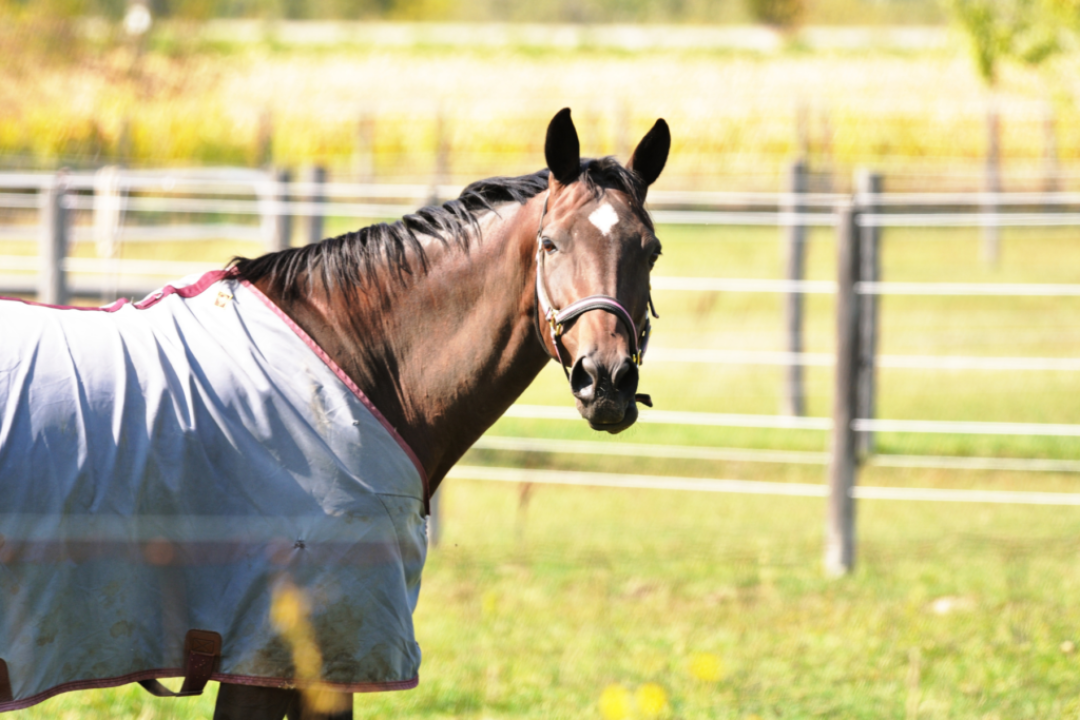 couverture du cheval