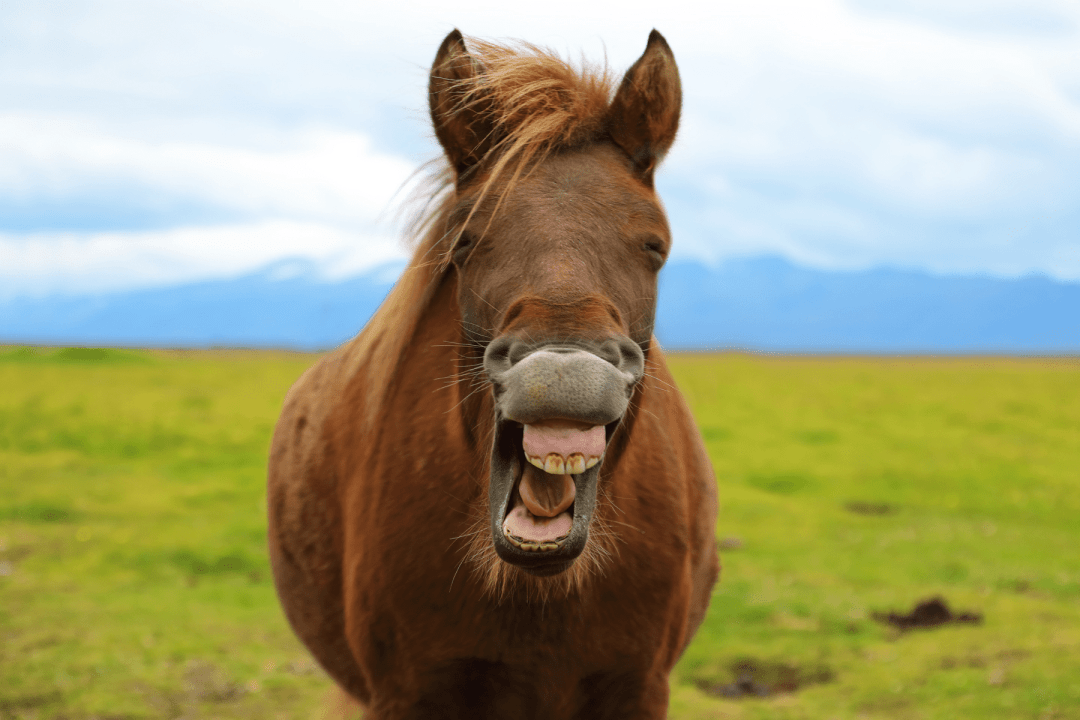 dents du cheval