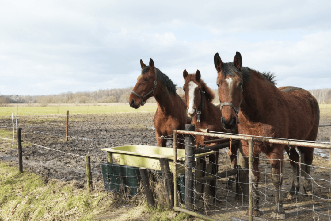 cheval au pré