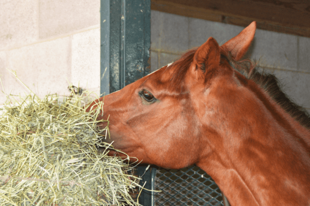 Le fourrage du cheval : un aliment important dans sa nourriture