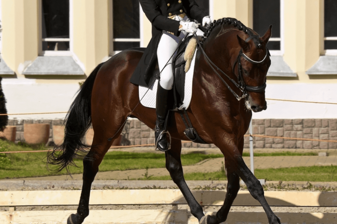 travail avec les chevaux