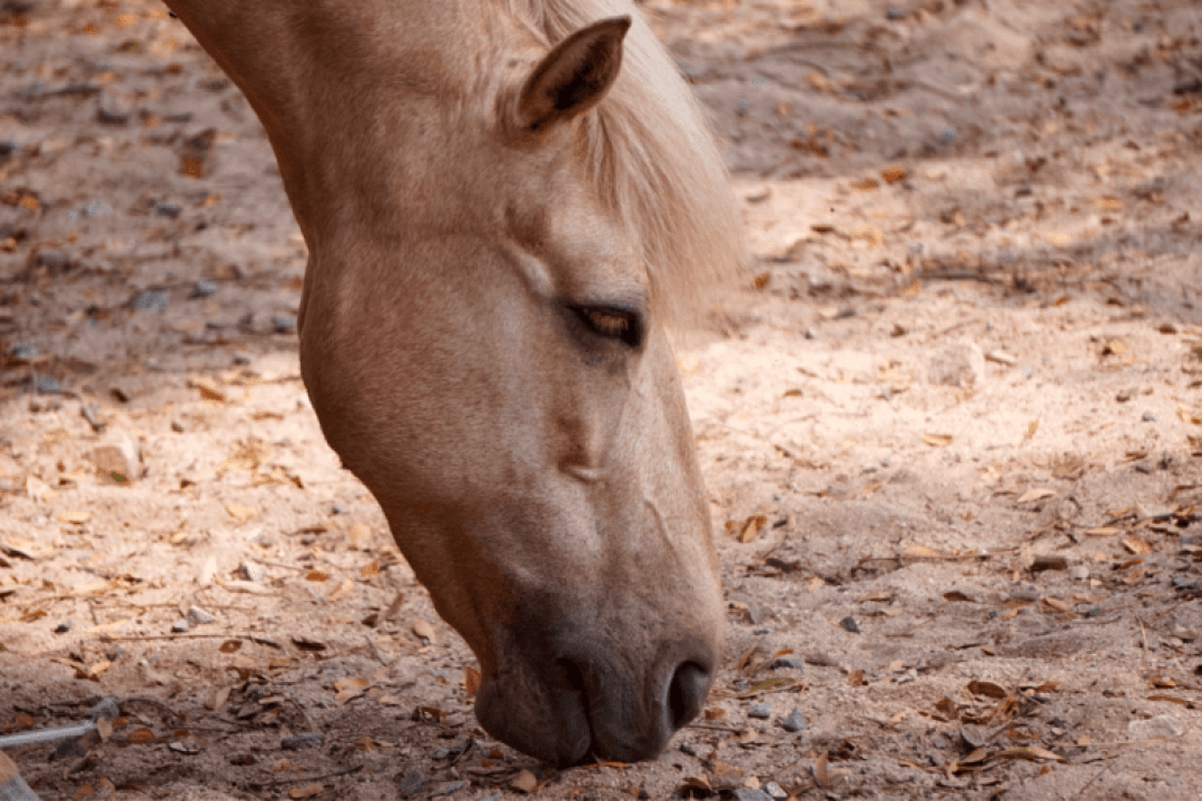 La fatigue du cheval : les facteurs pouvant l’expliquer