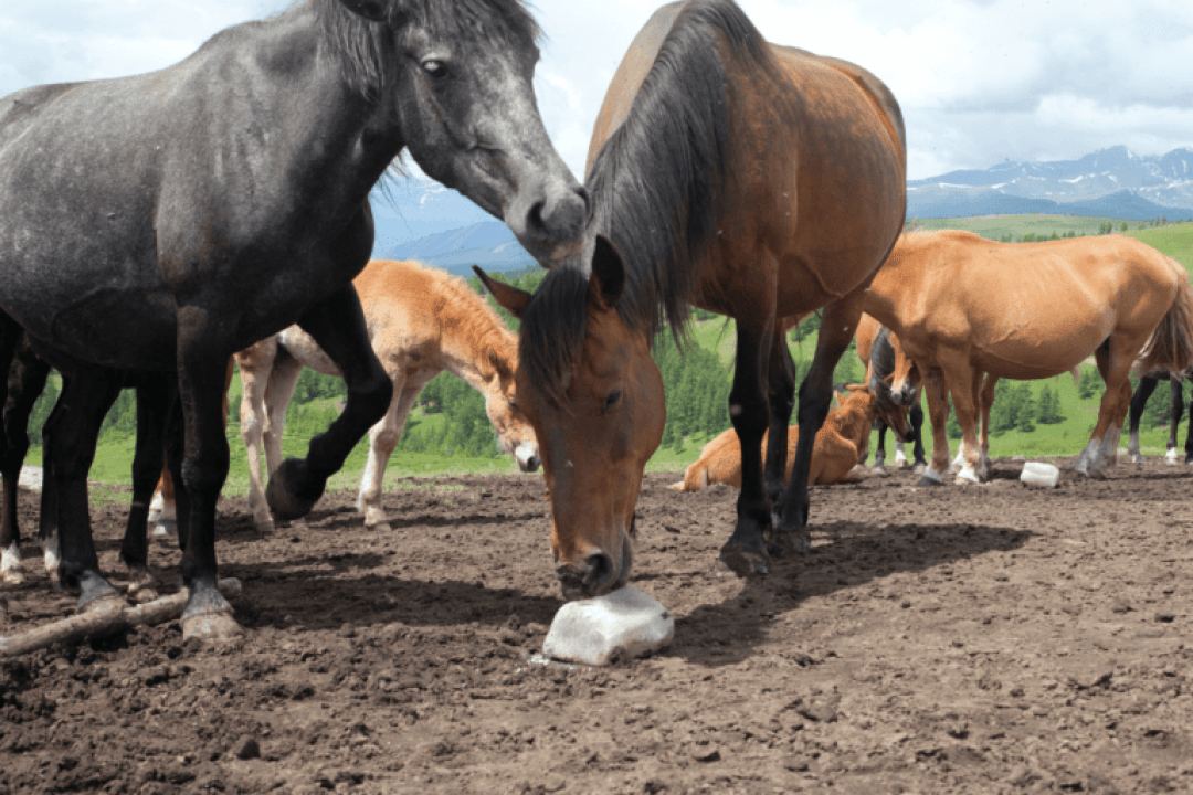 La pierre de sel : essentielle pour nos chevaux