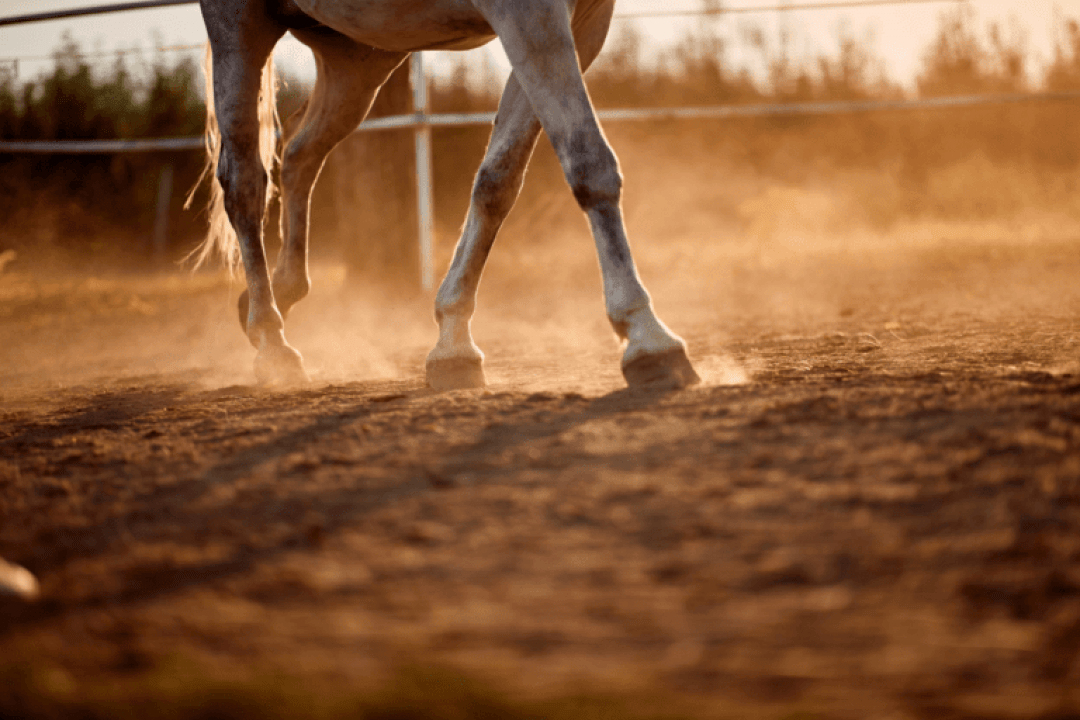 La fourbure du cheval : explications, causes et soins