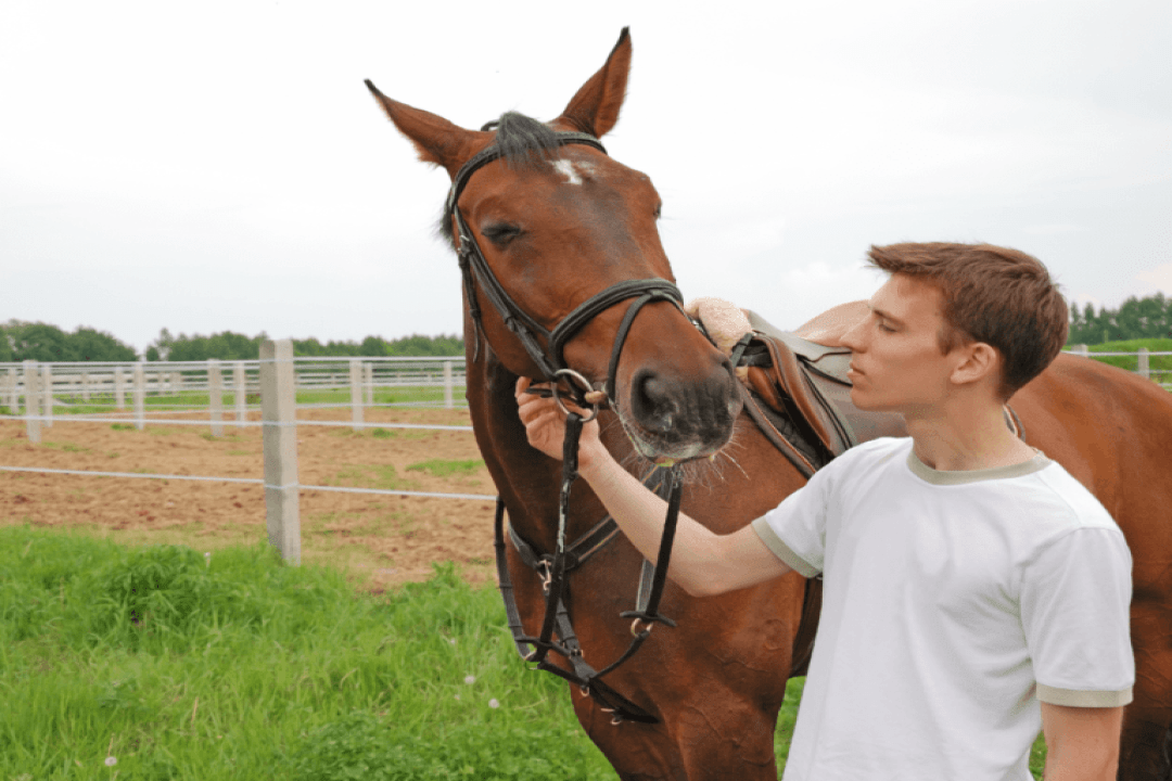 Devenir propriétaire d’un cheval : les étapes à prévoir