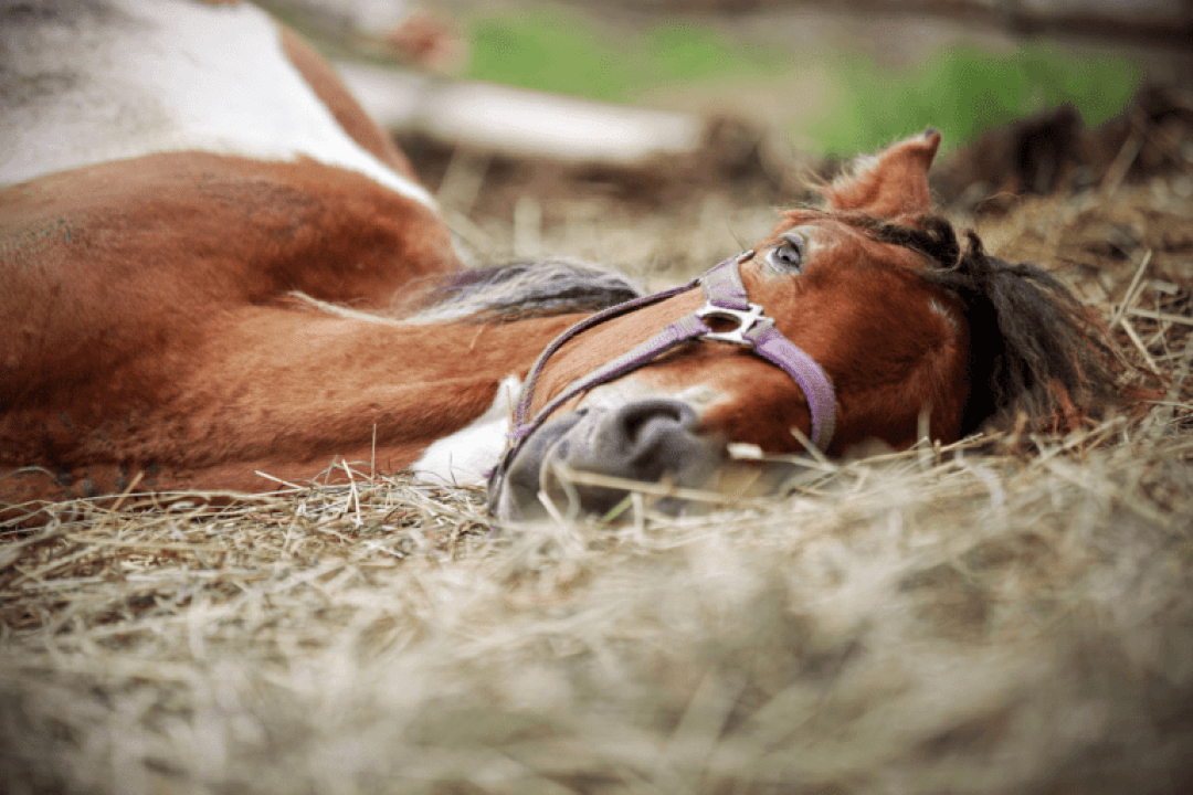 Le sommeil du cheval : tous nos conseils