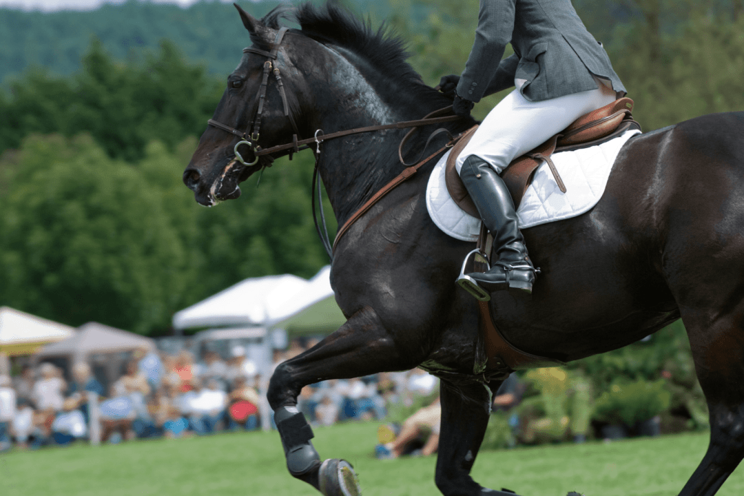 Le hunter discipline équestre alliant CSO et dressage