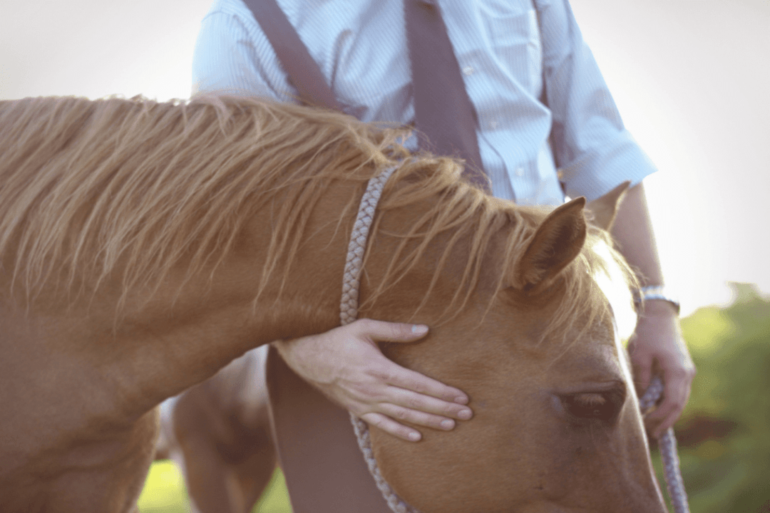 Devenir propriétaire d’un cheval