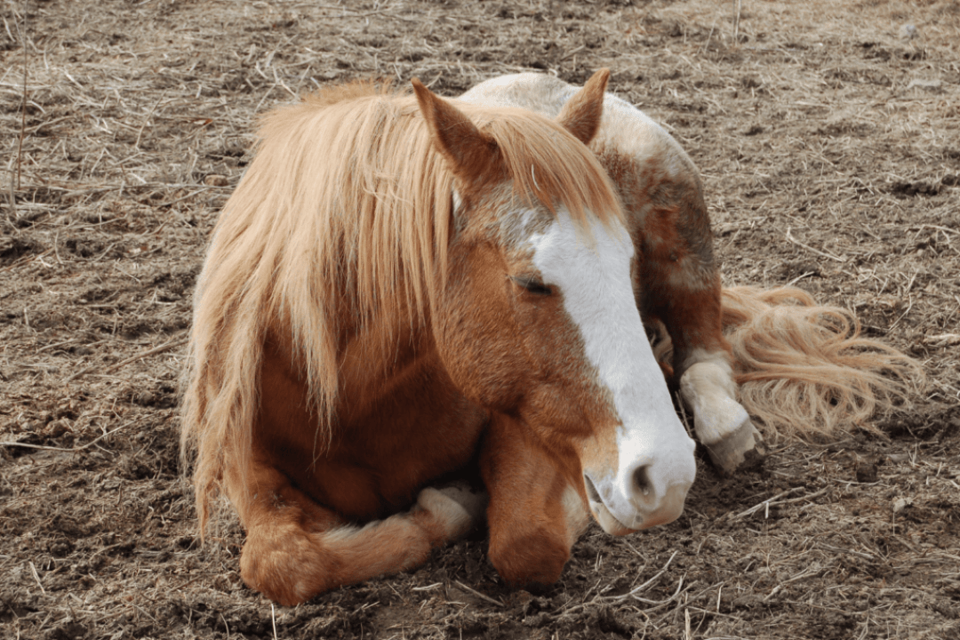 Le sommeil du cheval