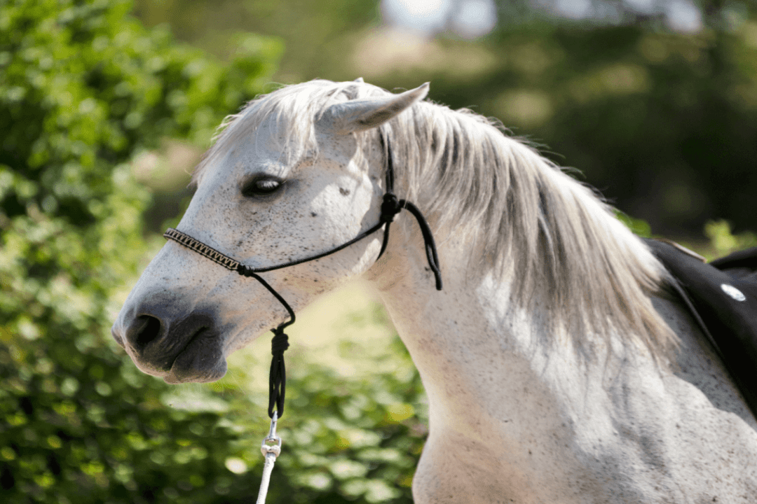 La punition dans l’équitation