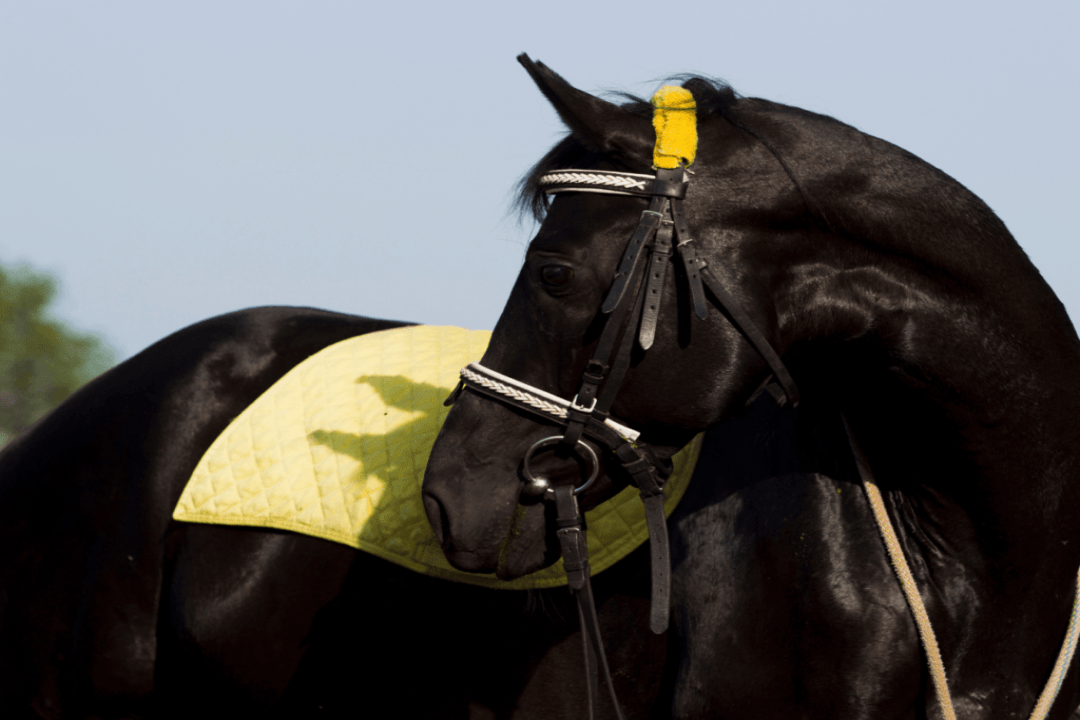 tapis de cheval