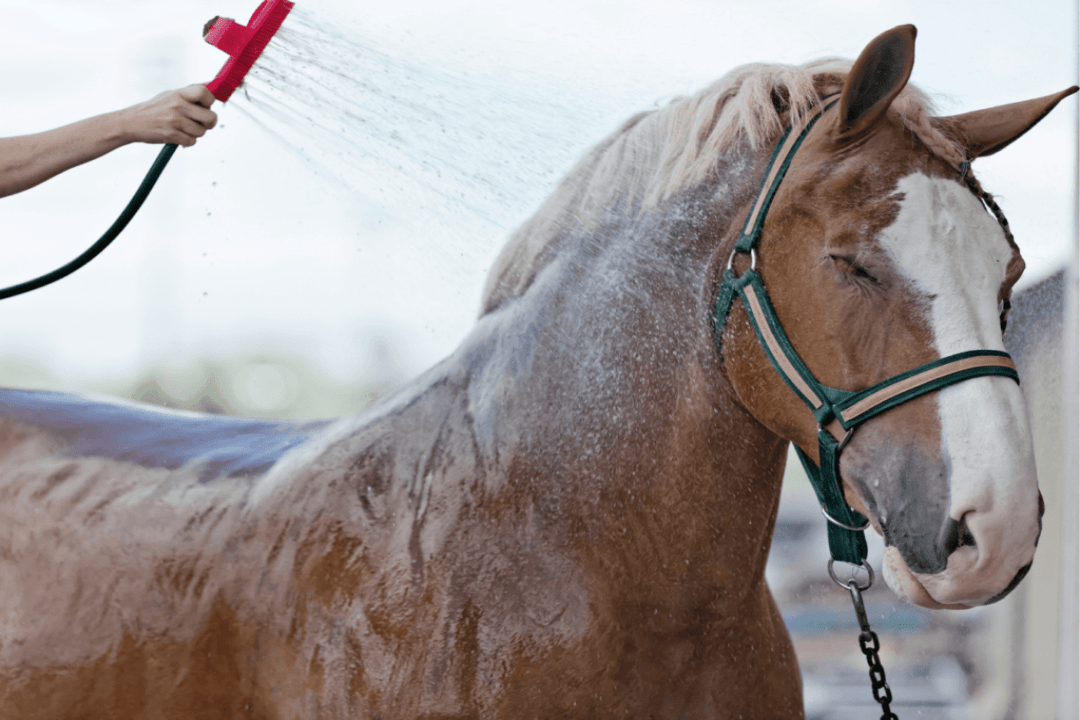 la chaleur sur le cheval
