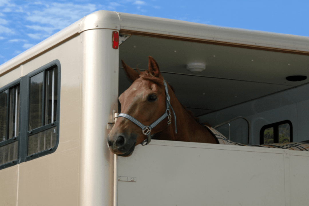 L’assurance cheval : un indispensable pour le propriétaire