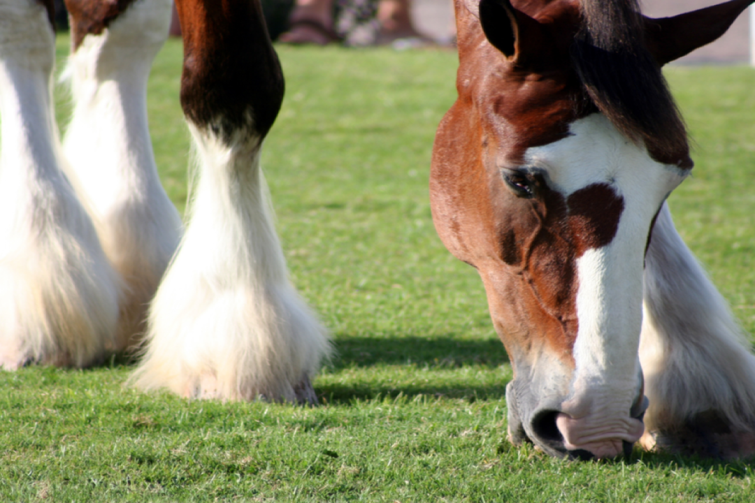 L’impressionnant cheval Clydesdale