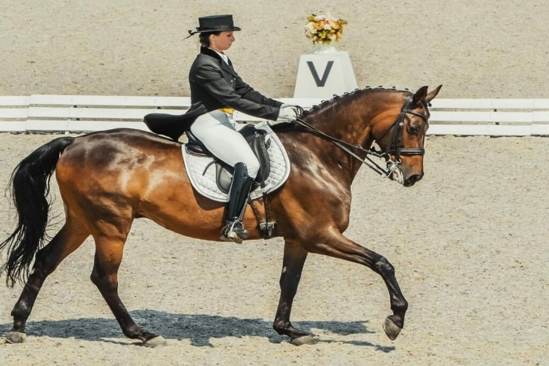 reprise de dressage
