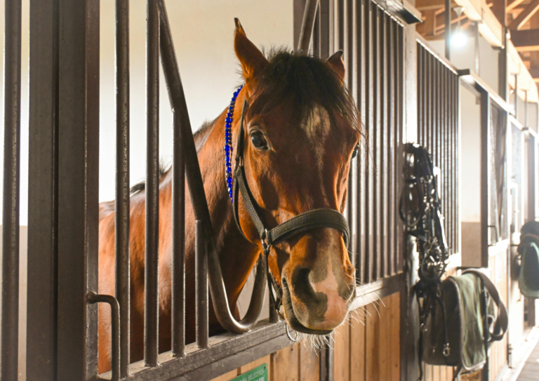 La myosite du cheval