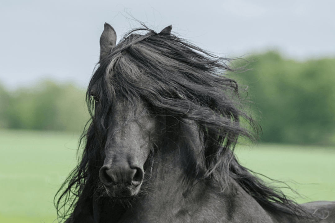 Le frison ou la perle noire des chevaux