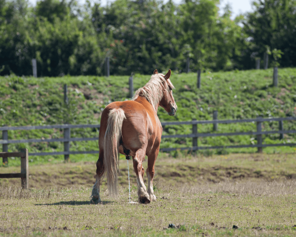 insuffisance rénale chez le cheval